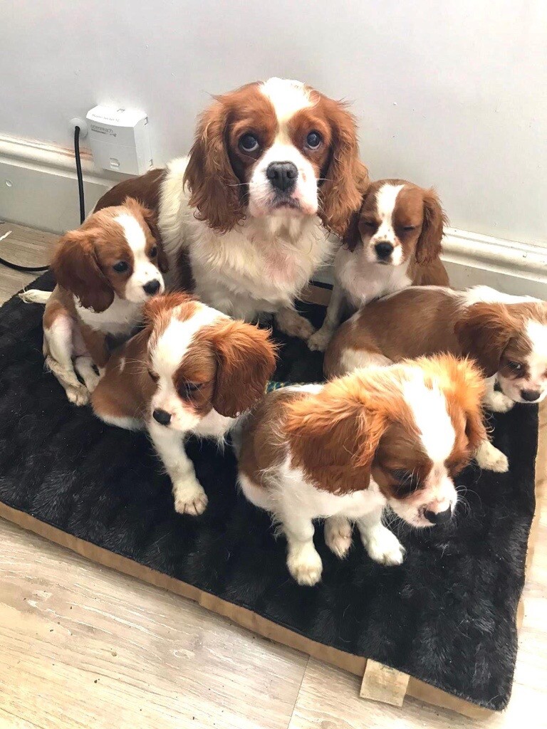 gumtree king charles